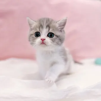 브리티쉬숏헤어 고양이 실버 유전병 분양 가격 성격_11