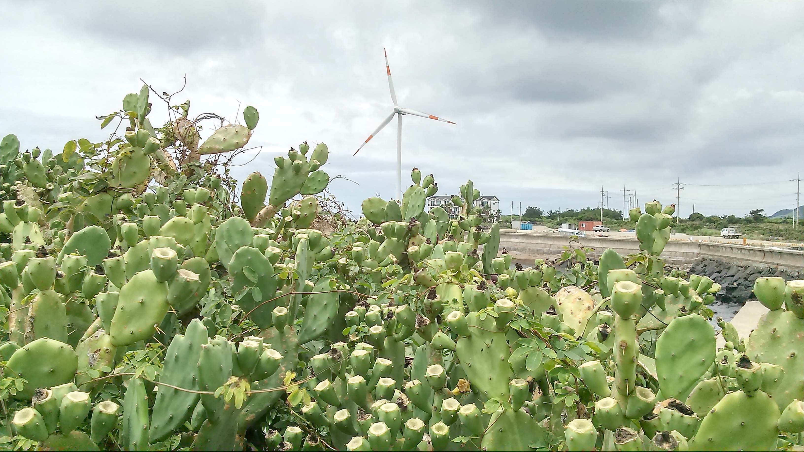금능으뜸원해변 월령리 선인장마을 신창리 풍차마을 고산리