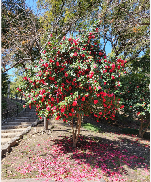꽃잎이 떨어지고 있는 동백나무