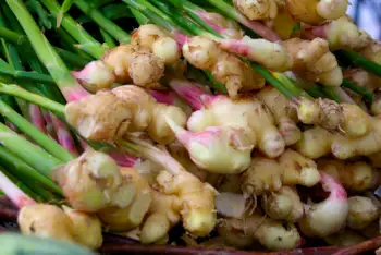 생강 효능 및 부작용, 먹는 방법