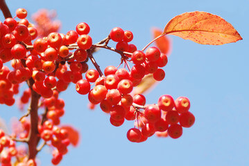 마가목 효능은 우리가 생각하는 것보다 효능이 매우 많습니다.