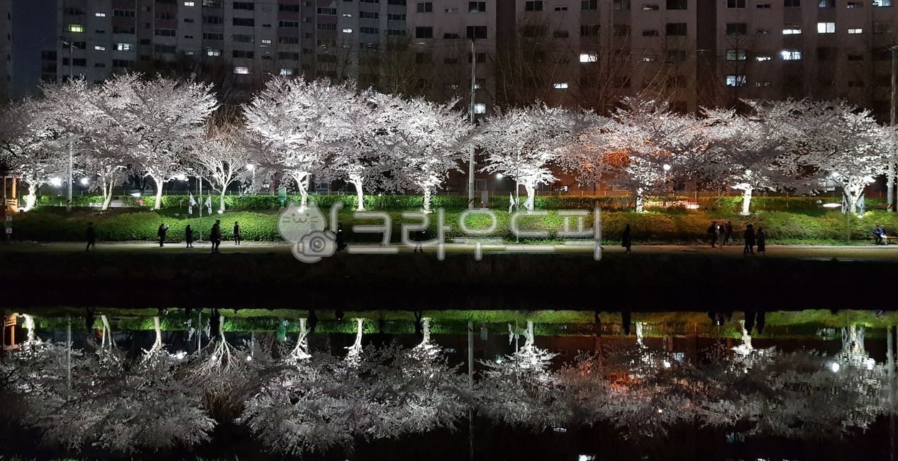 온천천 벚길 명소