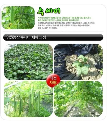 미즈나 재배 직파 요령 빠른 수확 통풍 관리_11