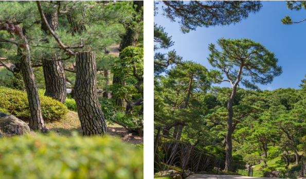화담숲 테마정원 소나무정원