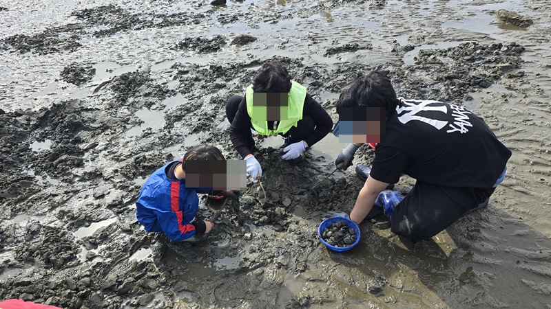 조개를 캐는 모습