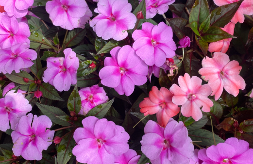 화담숲 예약, 모노레일 예약 (온라인 간편예약)