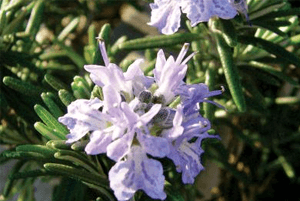 로즈마리효능04