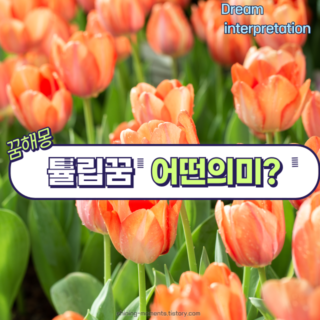 🌷봄날 튤립 꿈 해몽 20가지