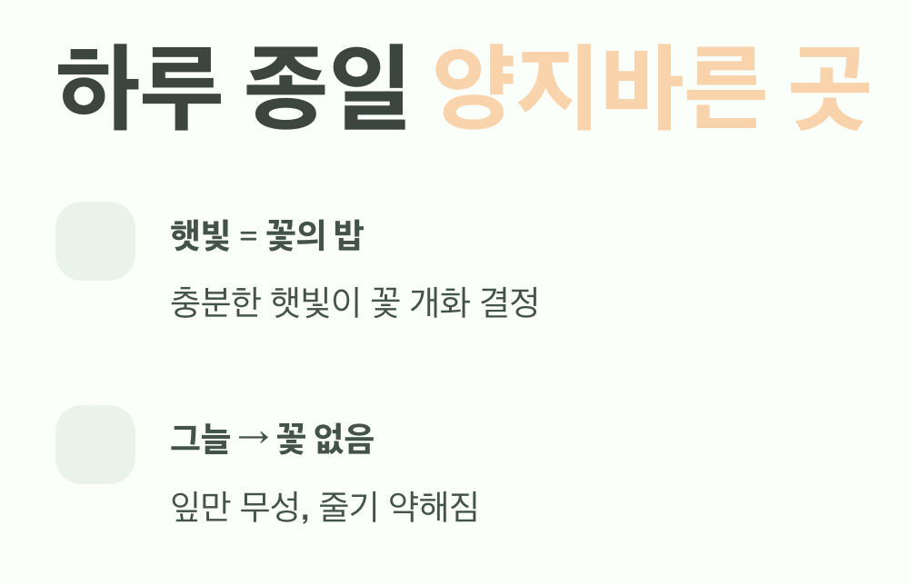 햇빛, 그리고 또 햇빛