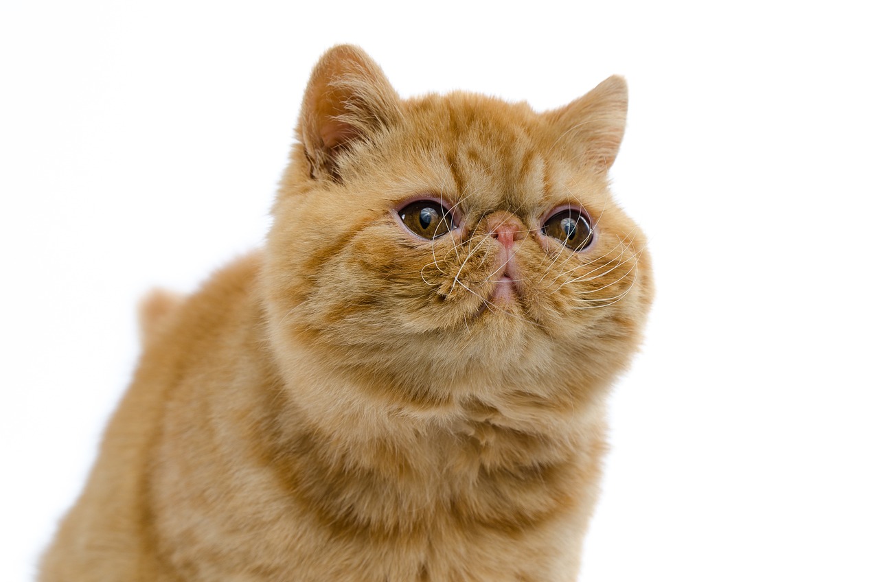 엑조틱 쇼트헤어(Exotic Shorthair)4