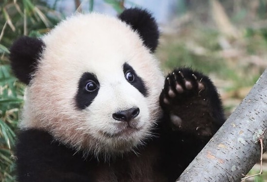 아기시절 푸바오