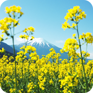 제주도 산방산 유채꽃 이미지