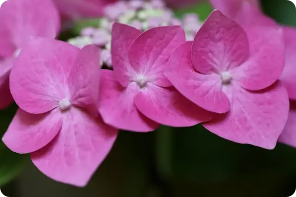 장생포 수국축제