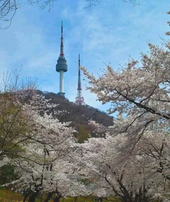 서울 벚꽃 명소 추천 베스트10_18
