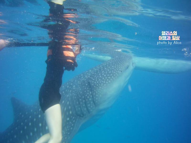 세부 막탄 5성급 리조트BEST 06 + 추천 자유여행 액티비티