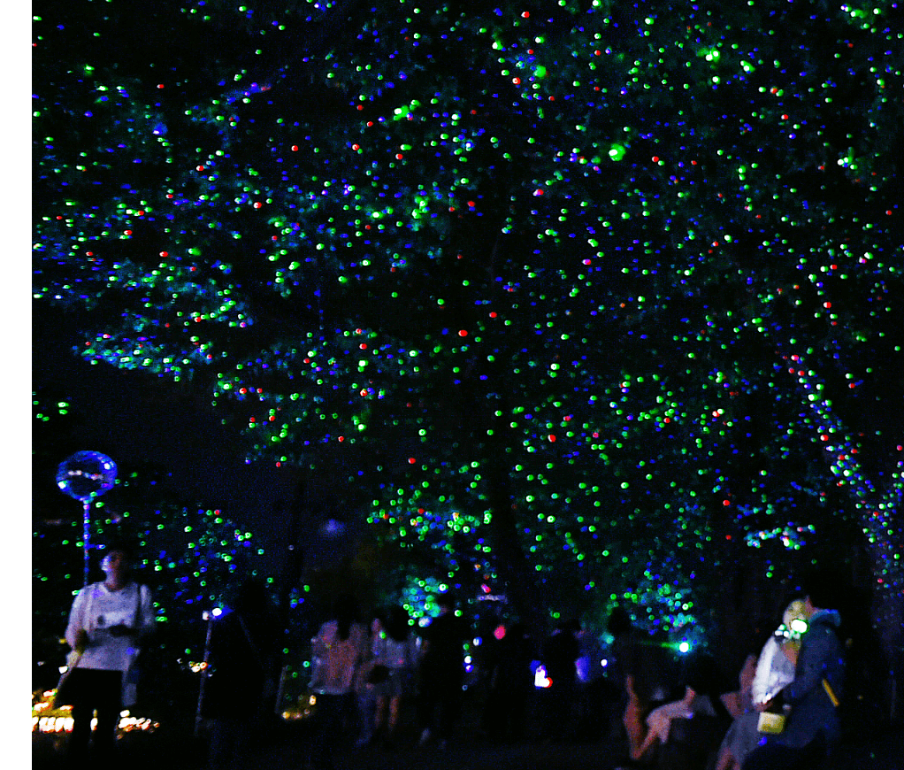 담양 대나무축제