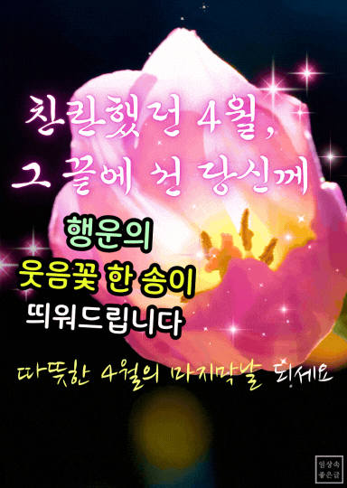 진한 분홍빛 튤립꽃 속에서 피어나는 행운의 메시지, 4월 끝자락 인사
