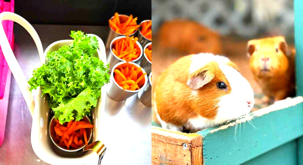 기니피그와 토끼에게 먹이주기 체험을 할 수 있다. [ⓒ네이버플레이스 마이애니멀스토리 in 평강랜드]