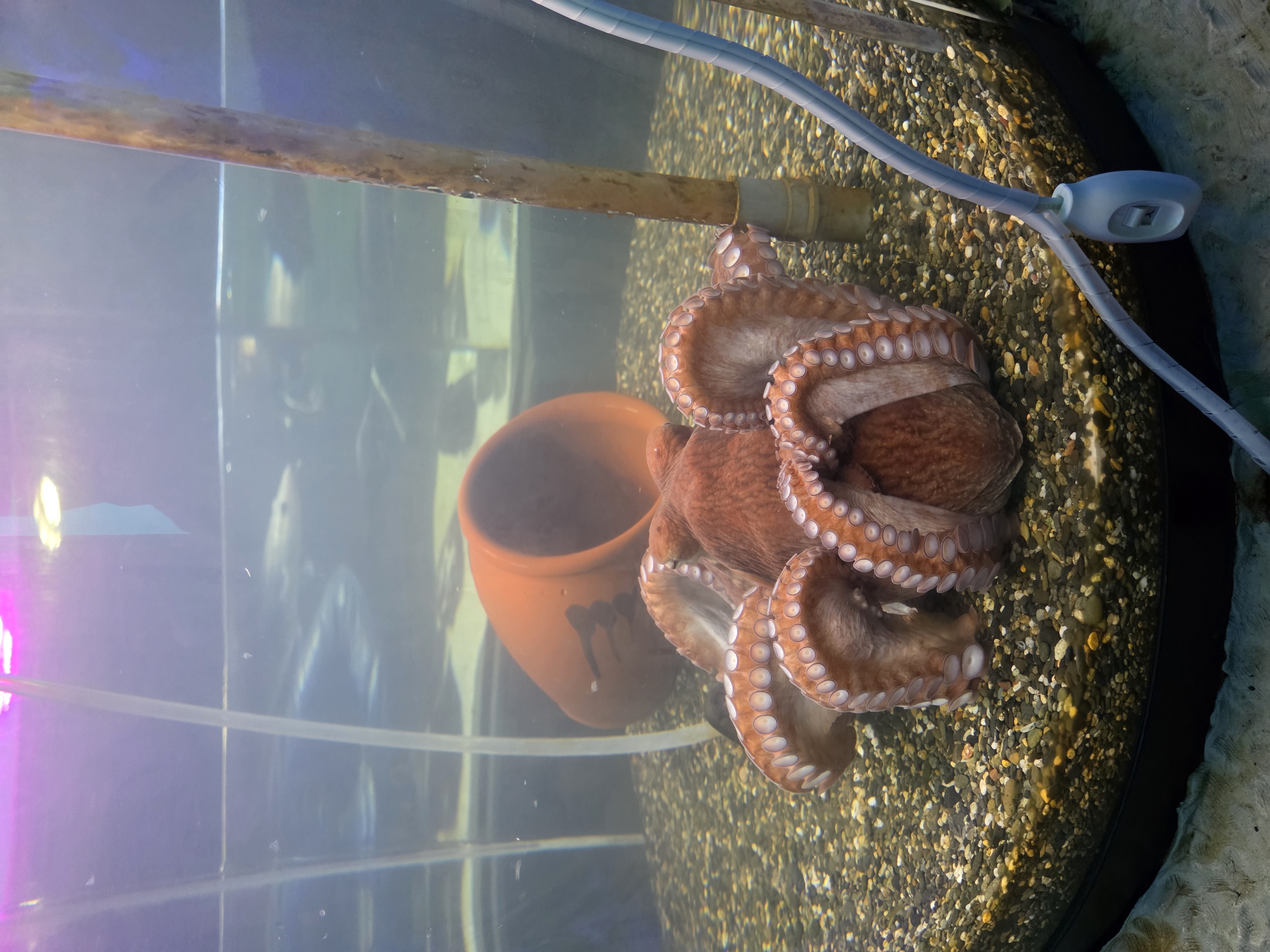 오호츠크 타워 유빙 체험관 해저터널