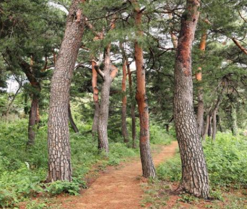 서울 지하철 근교 숲길 트레킹 코스 추천 TOP 5