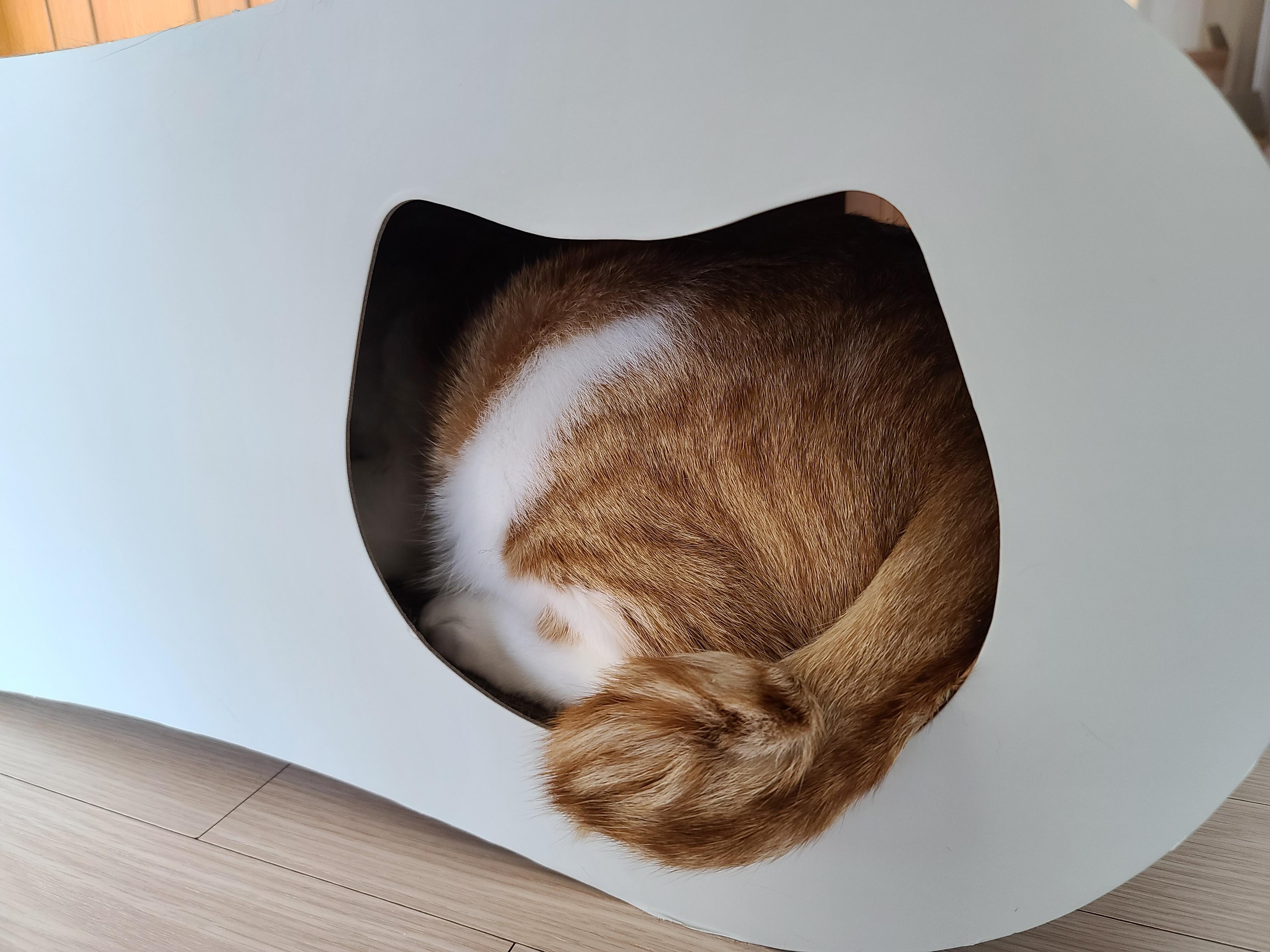 막둥이 삐용이의 요즘 근황.