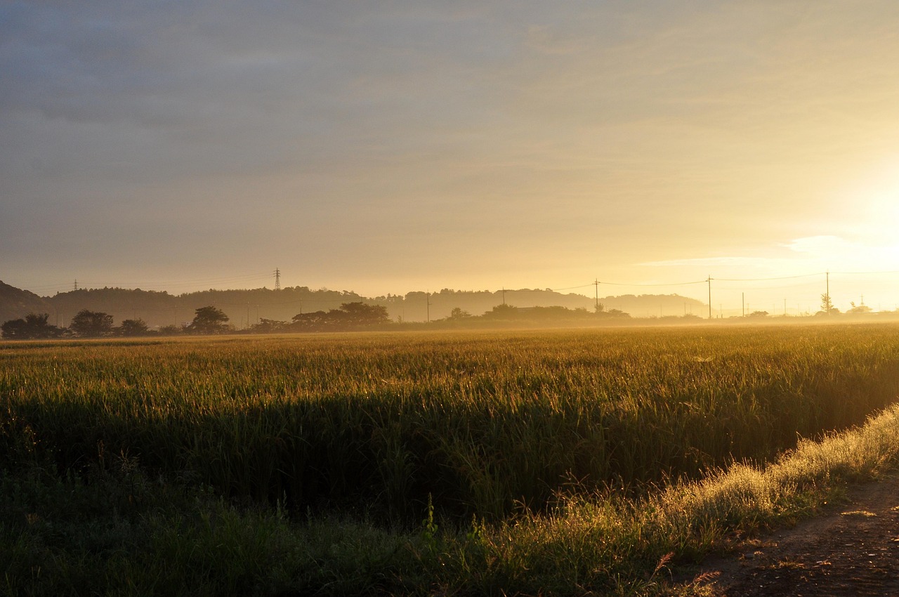 수경재배의 pH 및 EC(전기전도도) 조절법