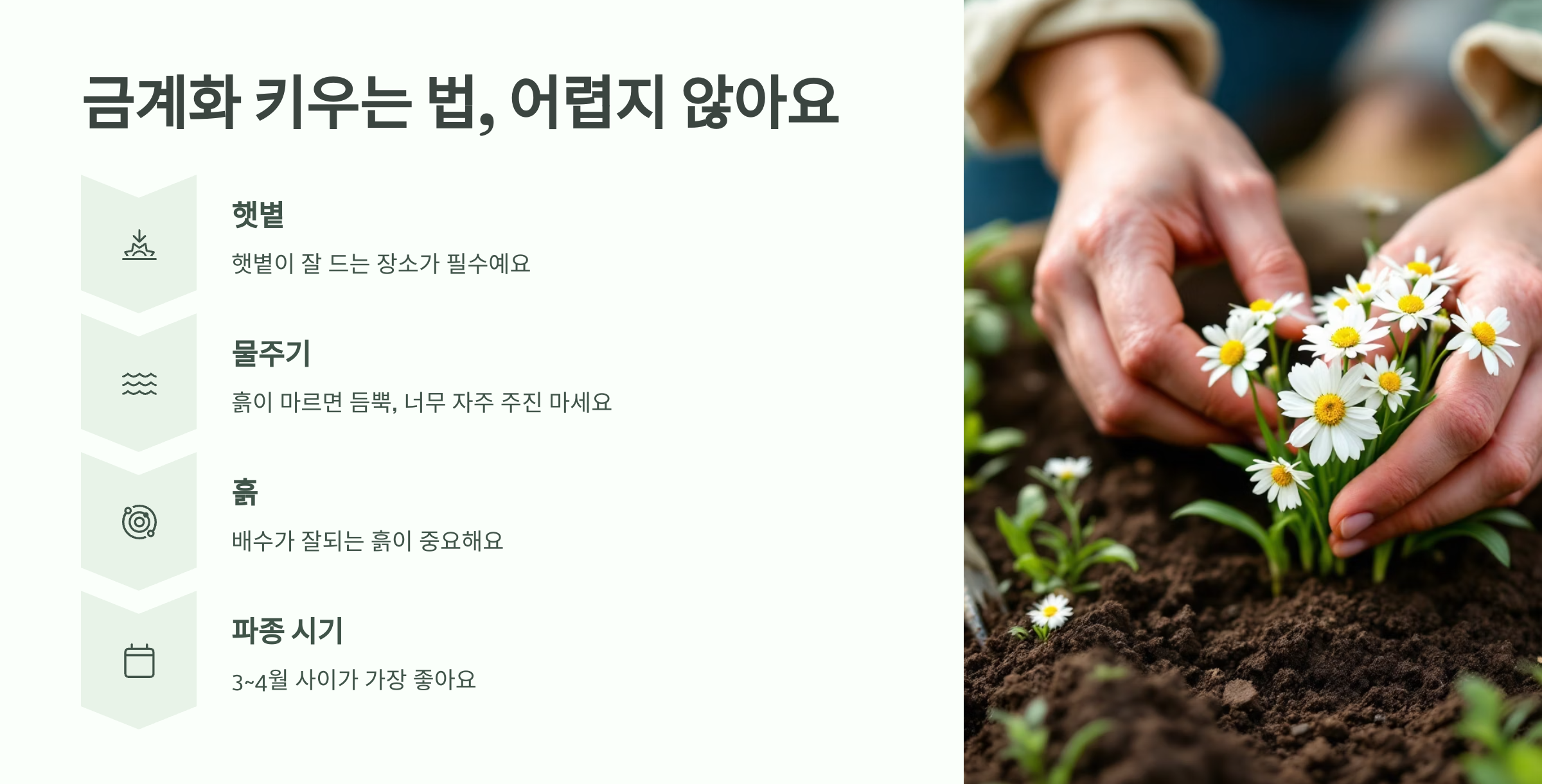 금계화