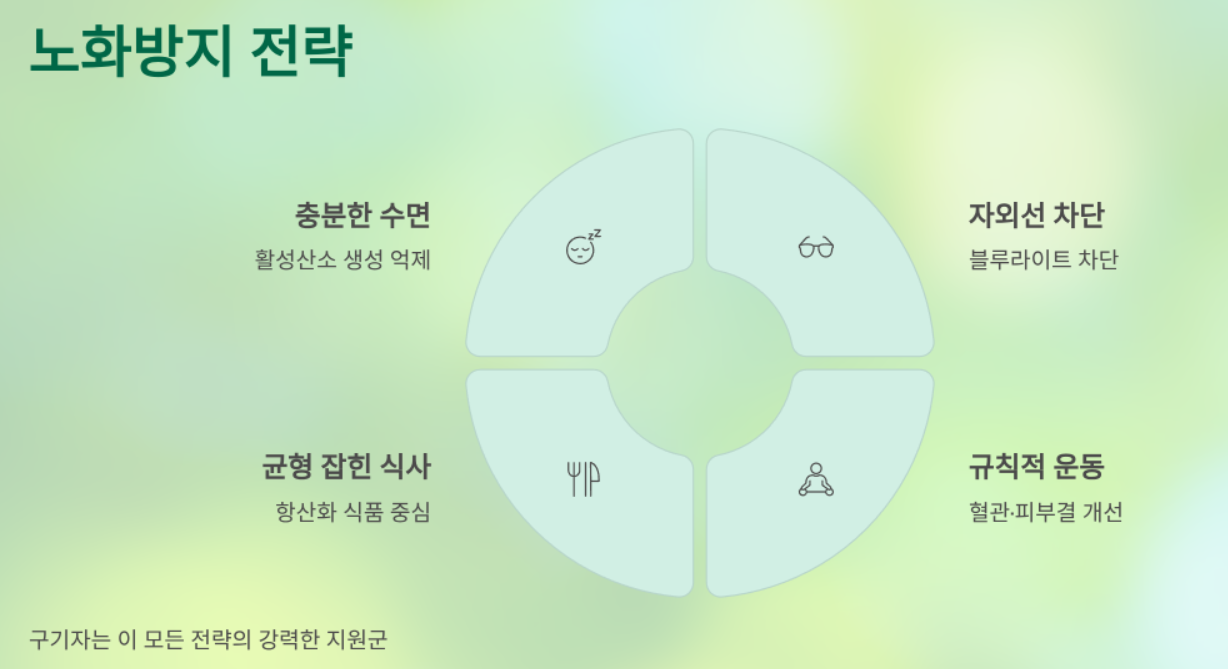 구기자 효능 노화방지.