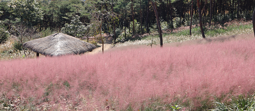 우리꽃식물원 억새원