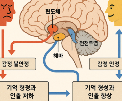 감정 조절이 기억력에 미치는 뇌과학적 영향
