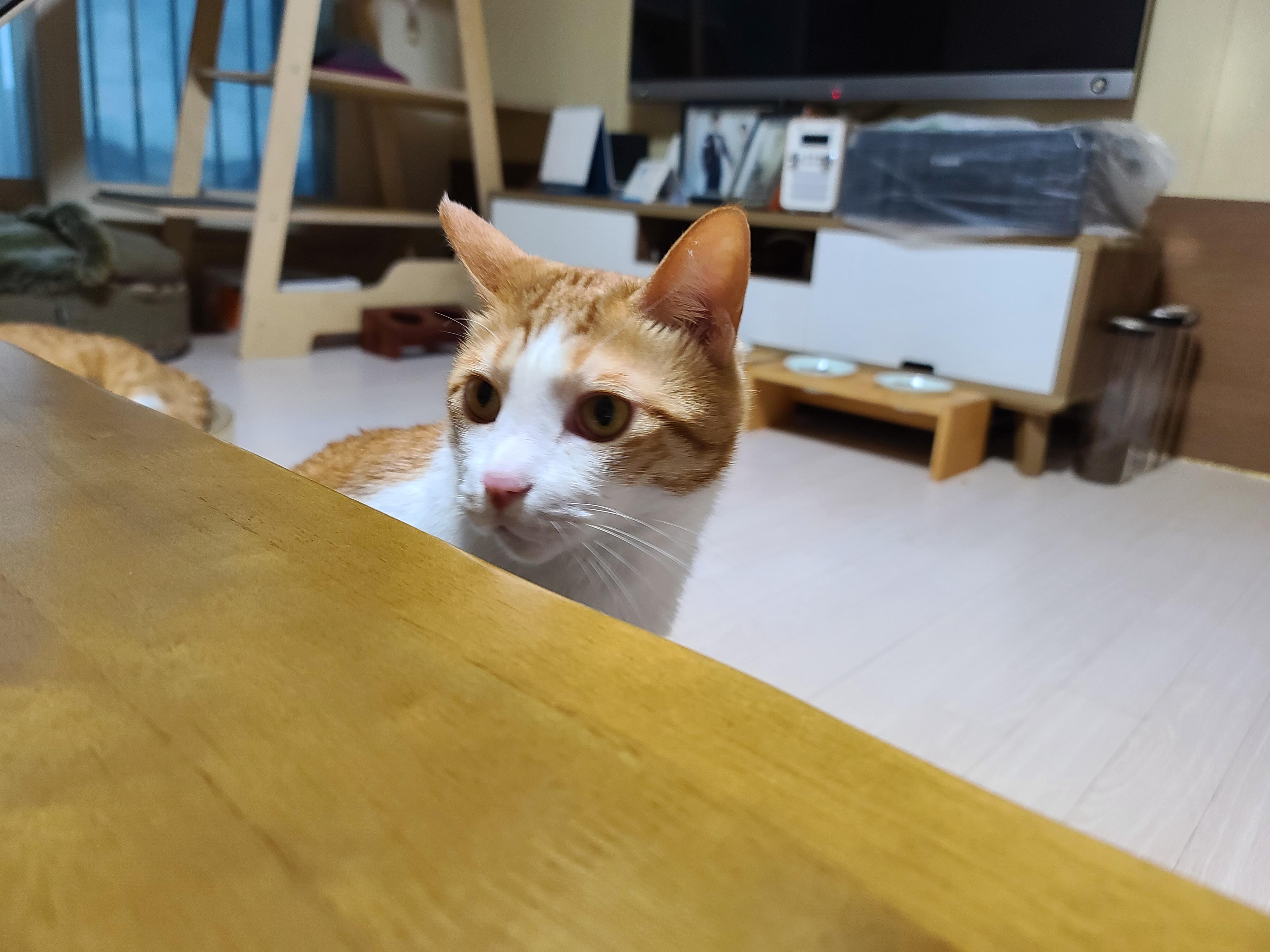 병원 다녀온 후 아픈 막둥이. 고양이+스트레스=아픔! 예민한 고양이.