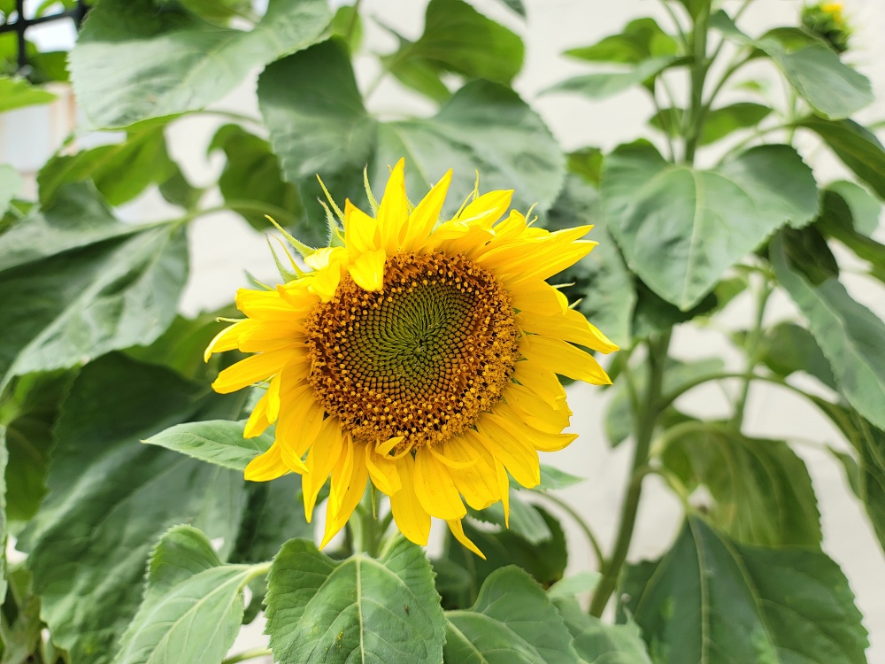 해바라기