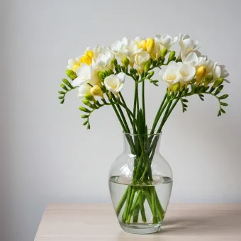 프리지아 수선화 꽃말 꽃다발 선물 의미_2