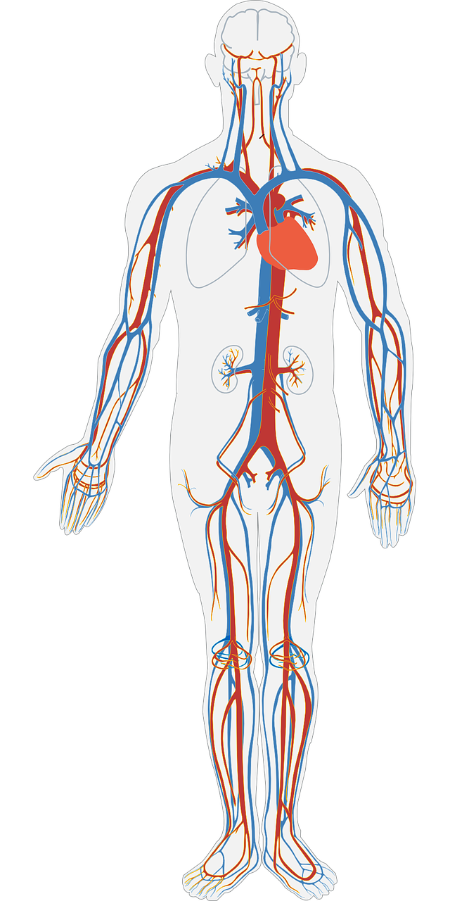 대동맥 박리로 인한 증상 외에 다른 신체 변화