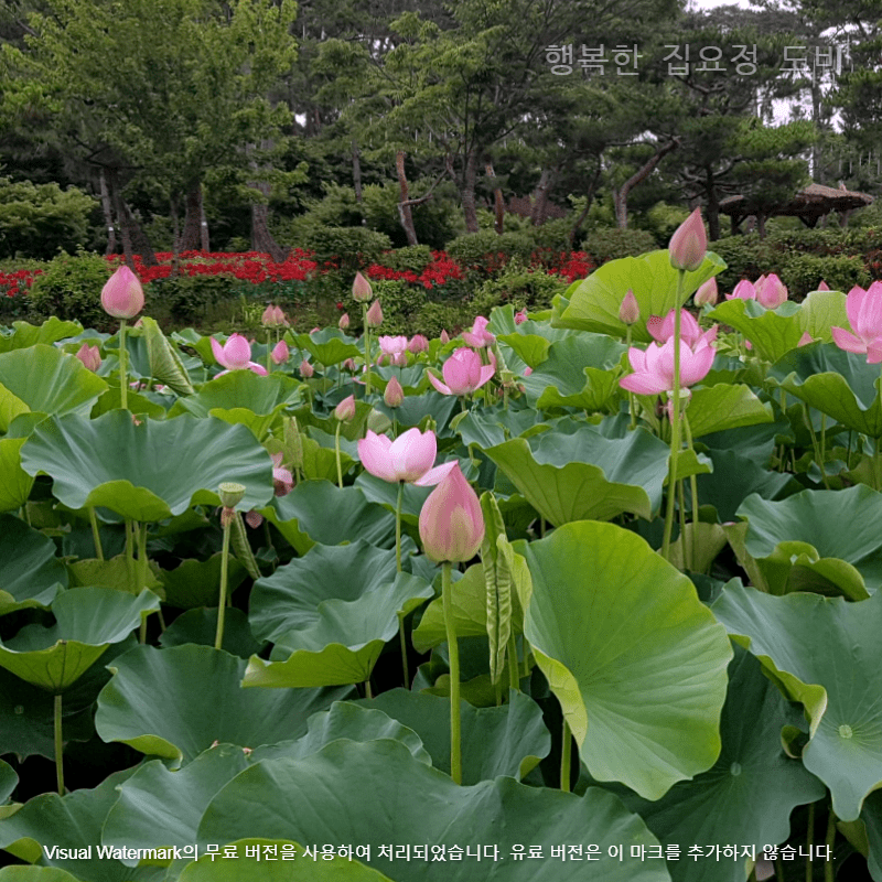 궁남지연꽃