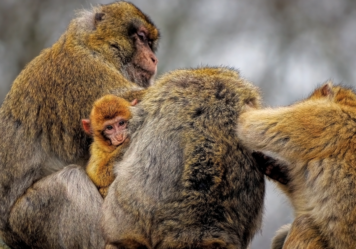 한 번 보면 잊을 수 없는 세계의 희귀한 축제와 의식