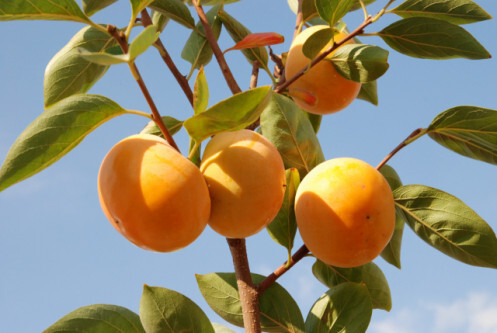 홍시만들기, 홍시 만드는 법을 알기 전 준비물에 대한 설명