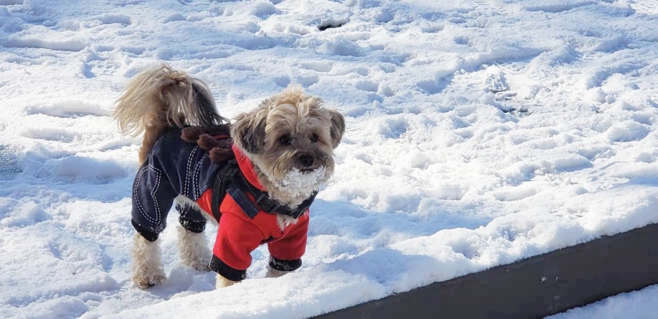 강아지 눈길 산책