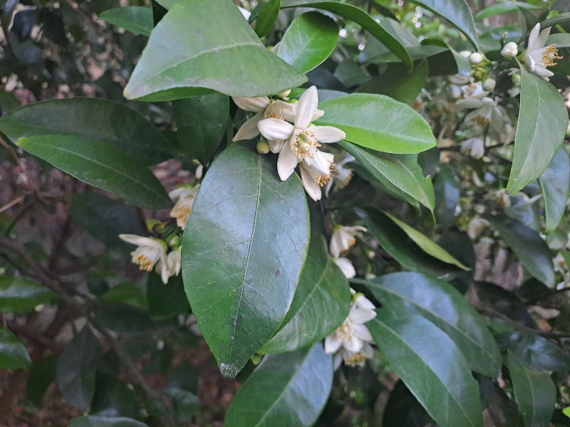 제주도 5월은 귤꽃 향기 가득한 시간