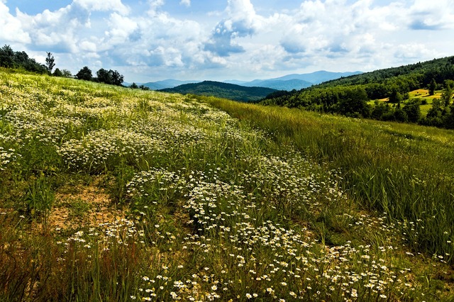 공기 중 향기로 읽는 생활기상학