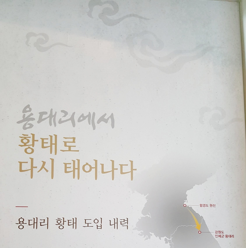 용대리에서 황태로 다시 태어나다