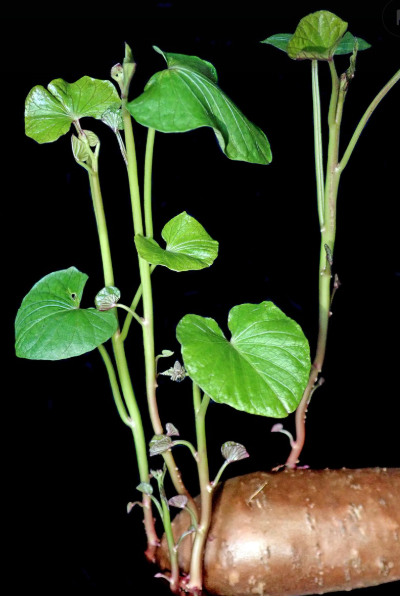 고구마줄기 모습