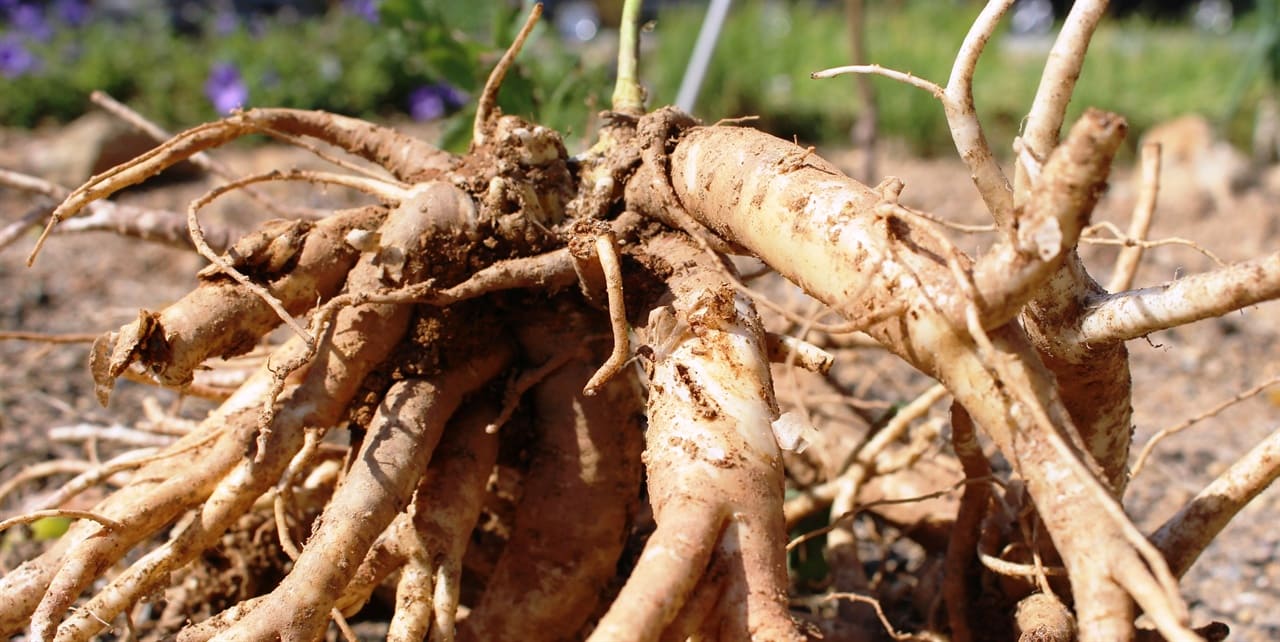 도라지 효능ㅣ도라지 부작용ㅣ도라지 섭취법 활용법