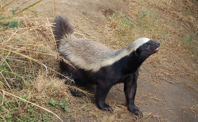 아재개그 _ 항상 사과하는 동물은