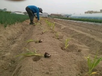 옥수수 파종 시기 심는 시기 재배법_17