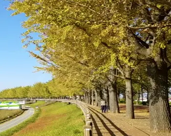 아산 은행나무길_6