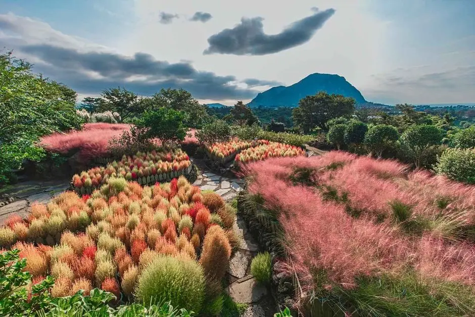 마노르블랑-핑크뮬리