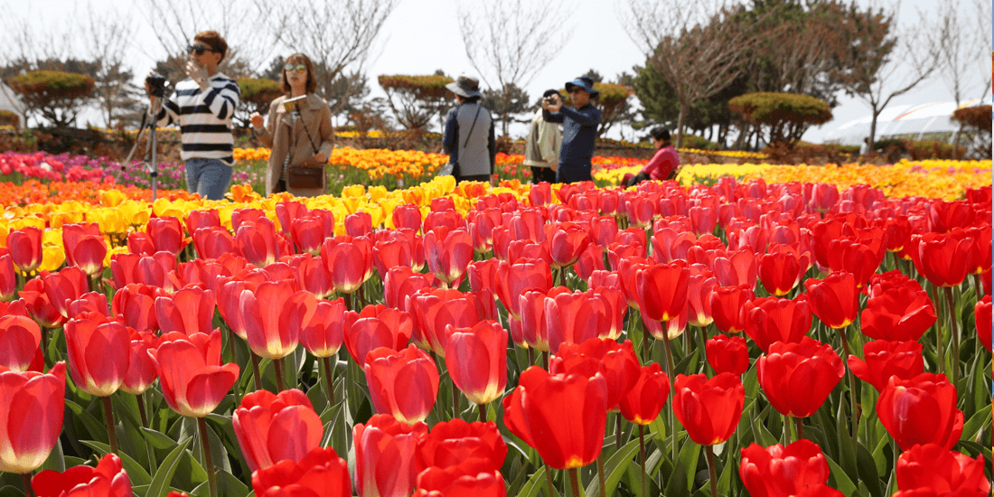 태안 세계 튤립 축제