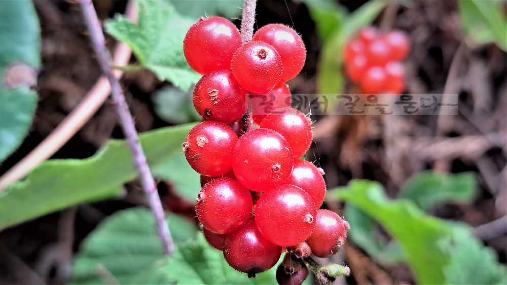 Purisima Creek Redwoods Open Space Preserve