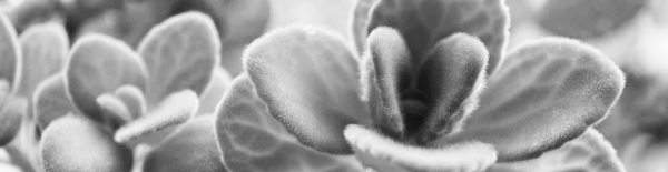 장미허브 물주기: 흙이 말랐을 때